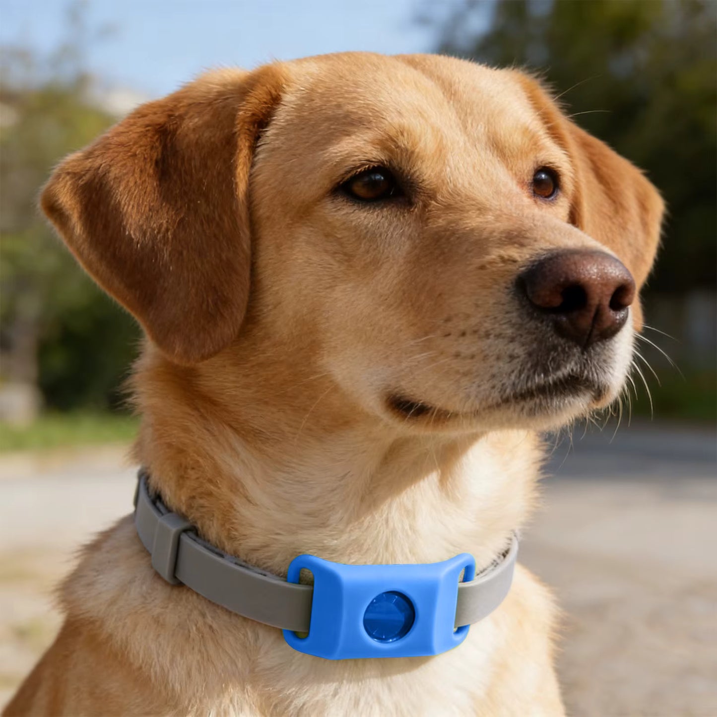 TickGuardian™ – Natural Flea & Tick Protection (Up to 12 Months)FREE TODAY